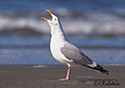 Larus argentatus